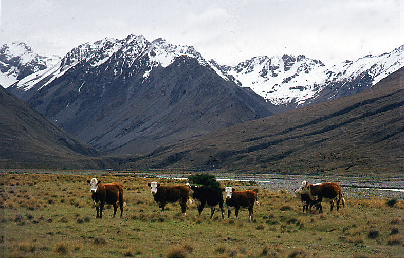 Most Beautiful Country New Zealand 